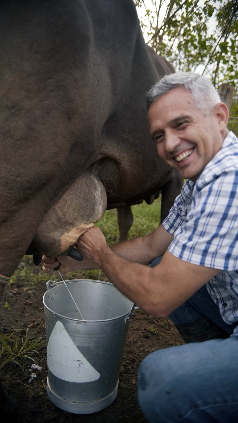 Un hombre ordeña una vaca a mano y sonríe